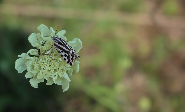 morička pupencová Emmelia trabealis