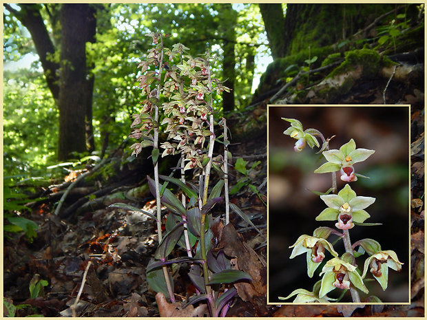 kruštík modrofialový Epipactis purpurata Sm.