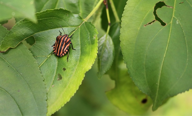 bzdocha pásavá Graphosoma italicum