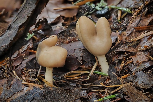 chriapač pružný Helvella elastica Bull.