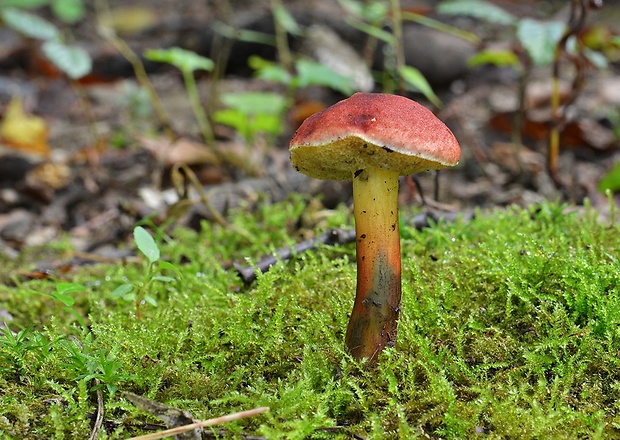 suchohríb karmínový Hortiboletus rubellus (Krombh.) Simonini, Vizzini & Gelardi