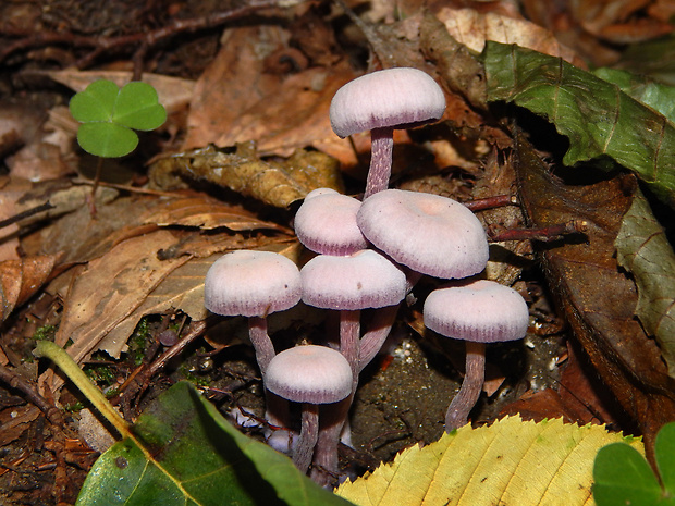 lakovka ametystová Laccaria amethystina (Huds.) Cooke