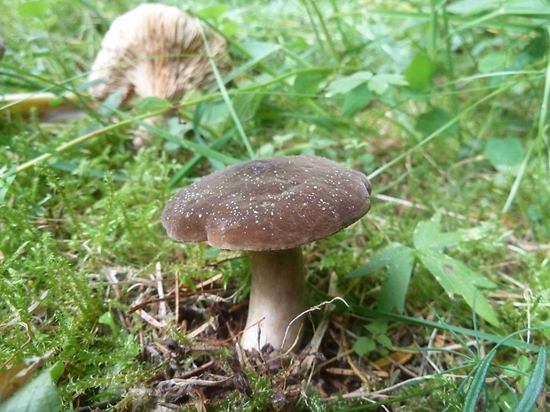 rýdzik sadzový Lactarius picinus Fr.