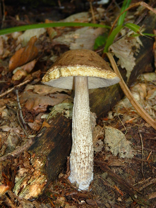 kozák hrabový Leccinum pseudoscabrum (Kallenb.) Šutara