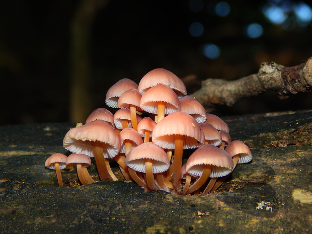 prilbička žltohlúbiková Mycena renati Quél.