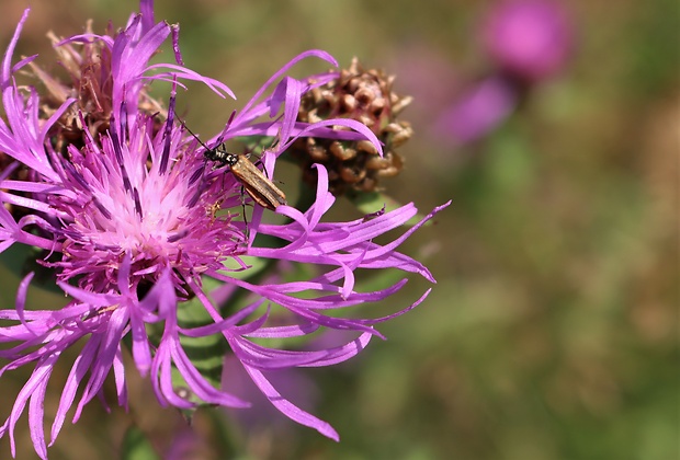 stehnáč  Oedemera femorata