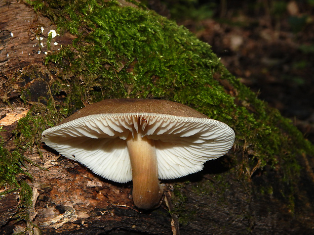 štítovka Pluteus sp.