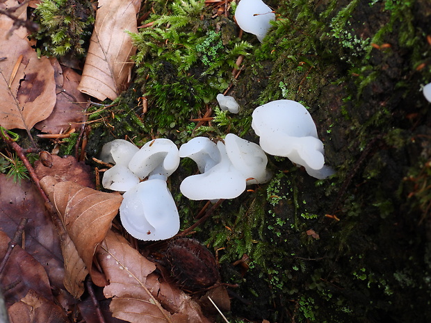 pajelenka želatínová Pseudohydnum gelatinosum (Scop.) P. Karst.