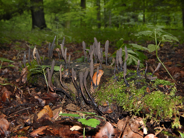 drevnatec štíhly Xylaria longipes Nitschke