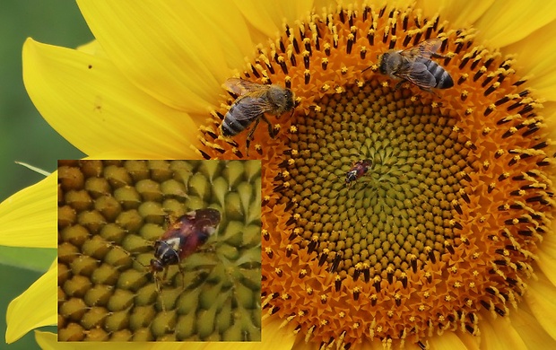 včela medonosná a bzdôška červenkastá (cf)  apis mallifera a Lygus pratensis (cf)