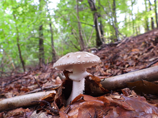 muchotrávka Amanita sp.