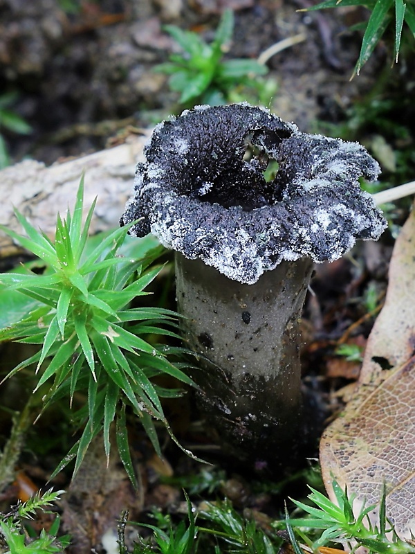 lievik trúbkovitý Craterellus cornucopioides (L.) Pers.