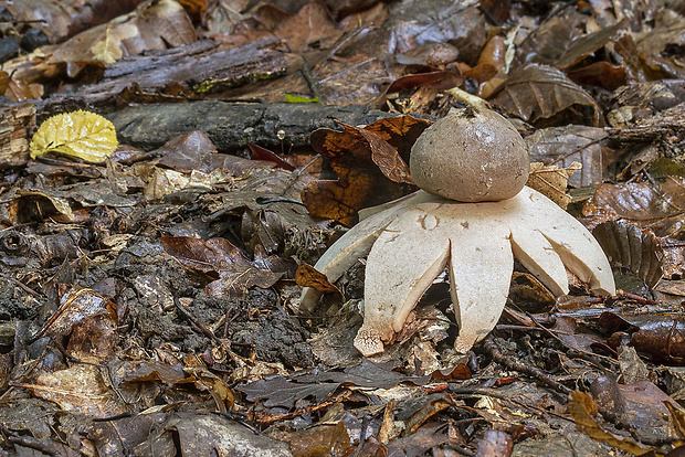 hviezdovka červenkastá Geastrum cf. rufescens Pers.