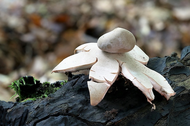 hviezdovka červenkastá Geastrum rufescens Pers.