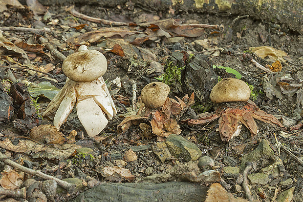 hviezdovka červenkastá Geastrum rufescens Pers.