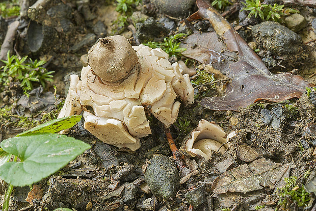 hviezdovka Geastrum sp.