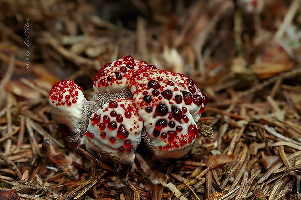 jelenkovka pálčivá Hydnellum peckii Banker