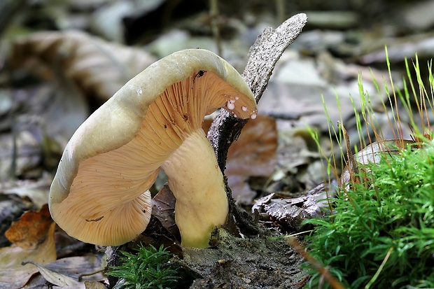 rýdzik Lactarius sp.