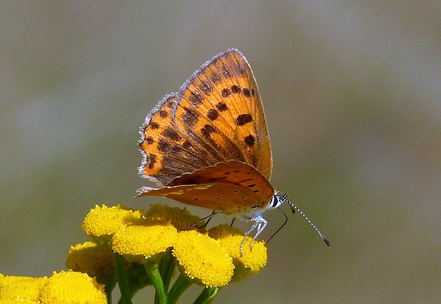 ohniváčik zlatobyľový Lycaena virgaureae