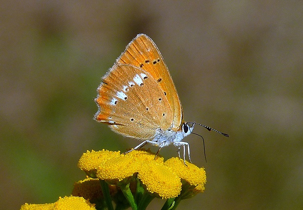 ohniváčik zlatobyľový Lycaena virgaureae