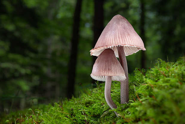 prilbička krvavomliečna Mycena haematopus (Pers.) P. Kumm.