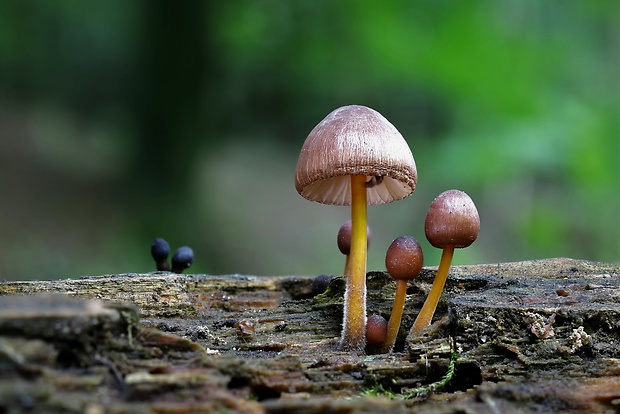 prilbička žltohlúbiková Mycena renati Quél.