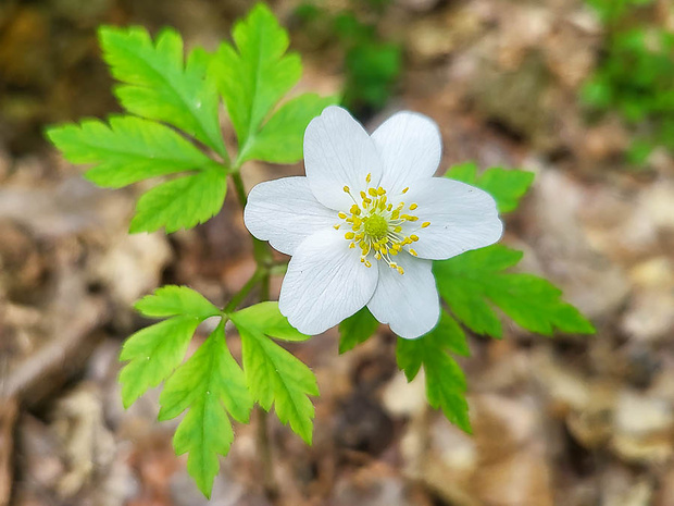 veternica hájna Anemone nemorosa L.