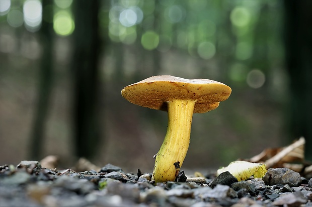 suchohríb moravský Aureoboletus moravicus (Václ. Vacek) Klofac