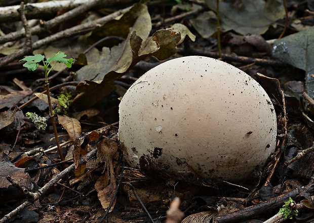 vatovec obrovský Calvatia gigantea (Batsch) Lloyd