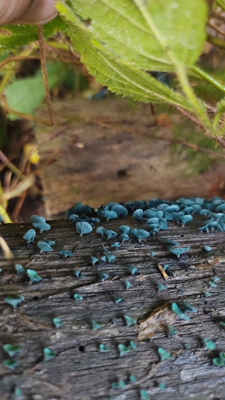 zelenica Chlorociboria sp.