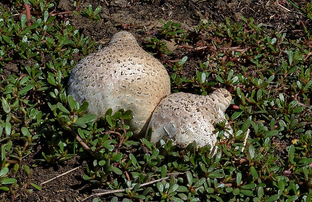 strieška bedľovitá Chlorophyllum agaricoides (Czern.) Vellinga