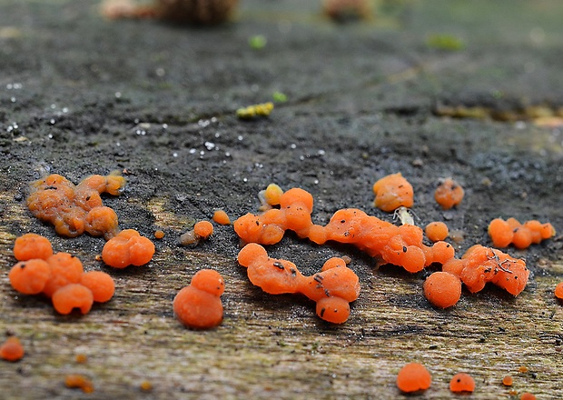 slzovec Dacrymyces sp.