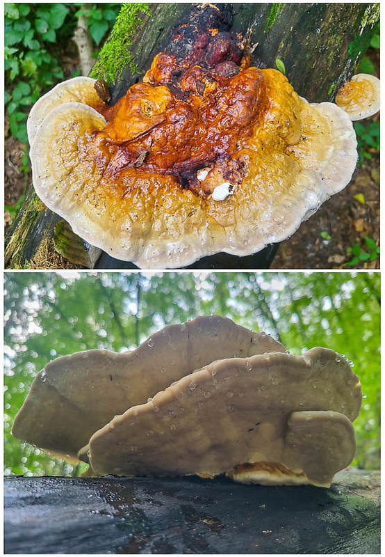 práchnovček pásikavý Fomitopsis pinicola (Sw.) P. Karst.