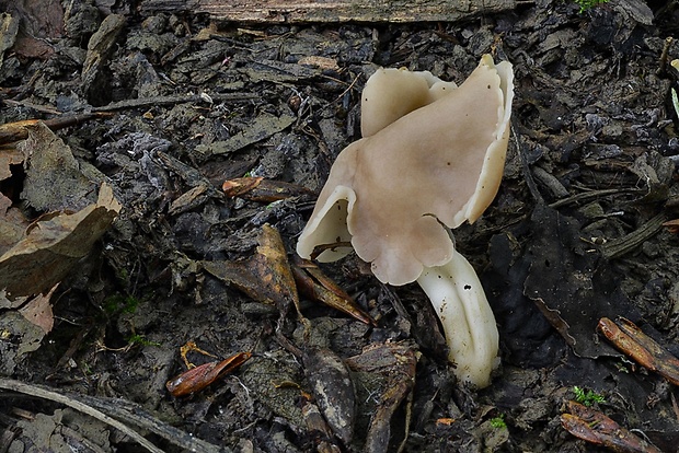 chriapač topoľový Helvella fusca Gillet