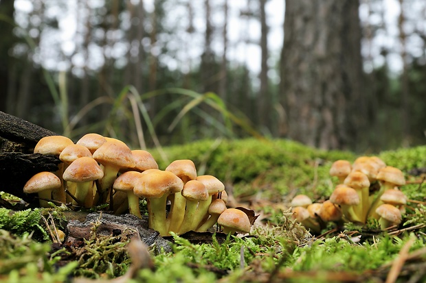 strapcovka zväzkovitá Hypholoma fasciculare (Huds.) P. Kumm.