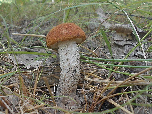 kozák dubový Leccinum aurantiacum (Bull.) Gray