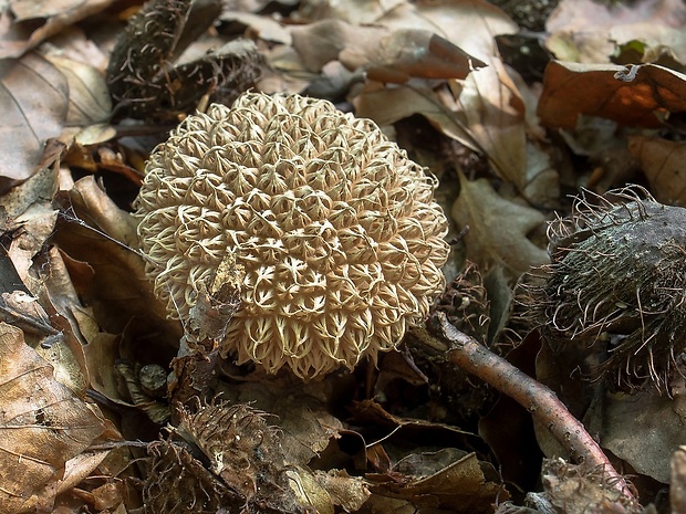 prášnica pichliačová Lycoperdon echinatum Pers.