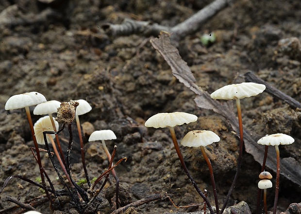 tanečnica golieriková Marasmius rotula (Scop.) Fr.