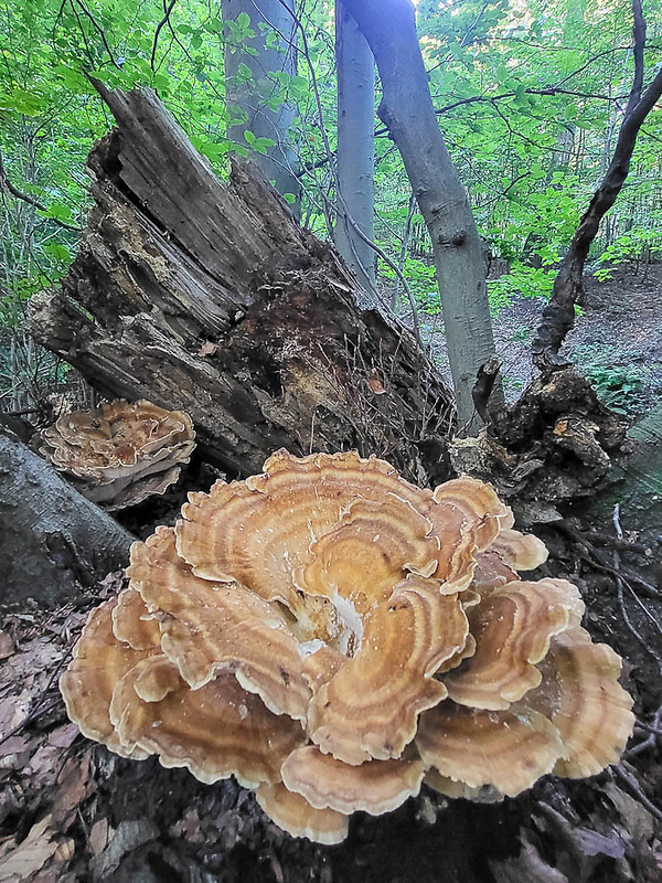 vejárovec obrovský Meripilus giganteus (Pers.) P. Karst.