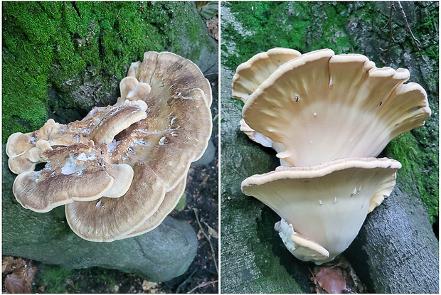 vejárovec obrovský Meripilus giganteus (Pers.) P. Karst.