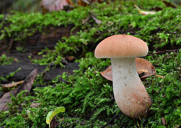 húževnatec pohárovitý Neolentinus schaefferi Redhead & Ginns