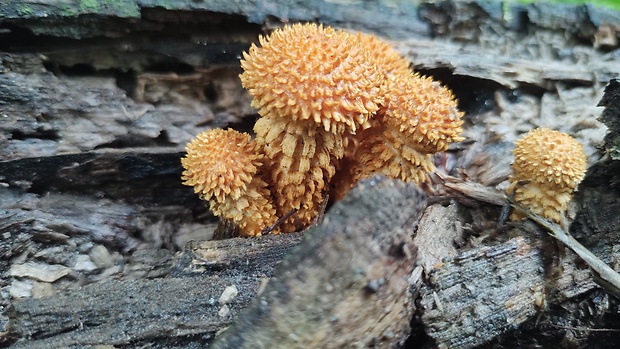 šupinovka šupinatá Pholiota squarrosa (Vahl) P. Kumm.