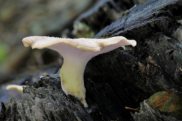 trúdnik Polyporus sp.