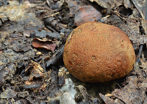 pestrec prášnicovitý Scleroderma areolatum Ehrenb.