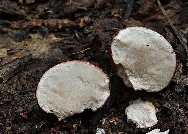 pestrec prášnicovitý Scleroderma areolatum Ehrenb.