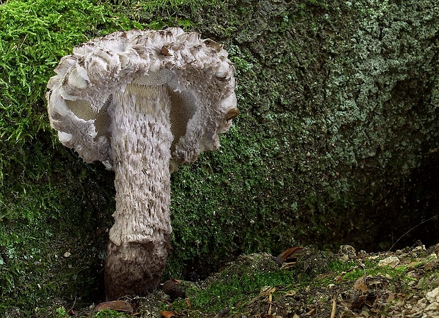 šiškovec šupinatý Strobilomyces strobilaceus (Scop.) Berk.