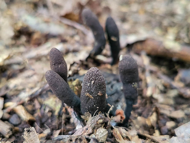 drevnatec Xylaria sp.