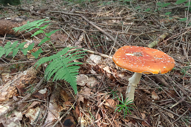 muchotrávka červená Amanita muscaria (L.) Lam.