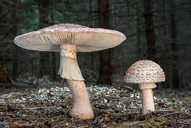 muchotrávka červenkastá Amanita rubescens Pers.