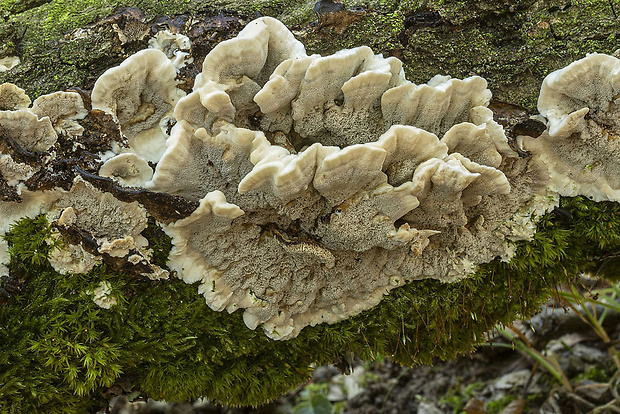 sivopórovka tmavá Bjerkandera adusta (Willd.) P. Karst.